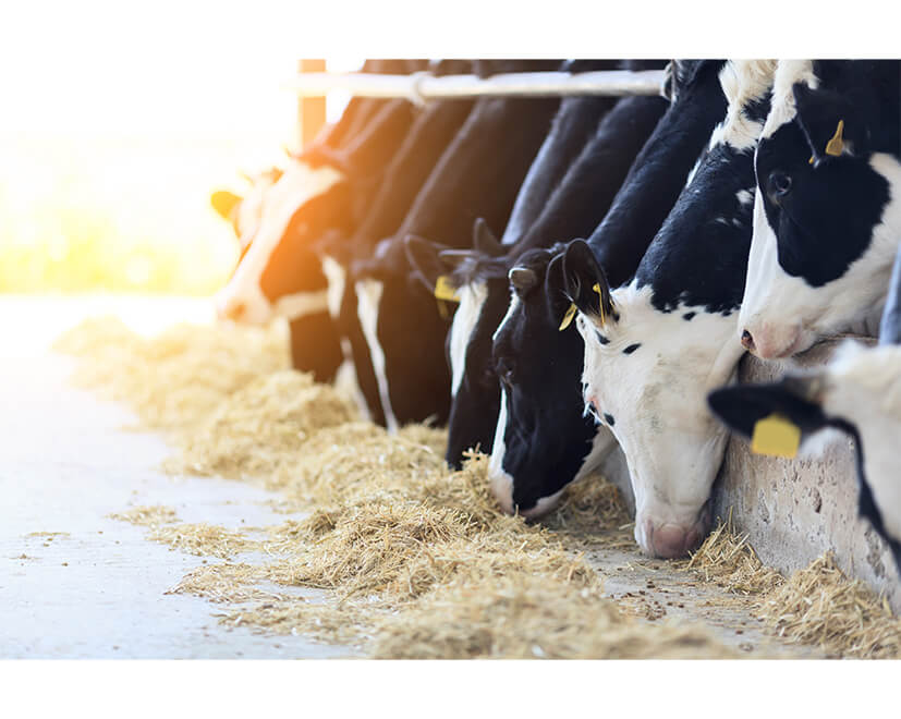 Agriculture and Farming